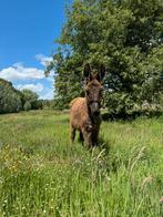 poitou ezel hengst, Dieren en Toebehoren, Overige Dieren, Mannelijk, Voor 1 juli 2024