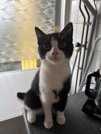 Kat vlekjes, Dieren en Toebehoren, Poes