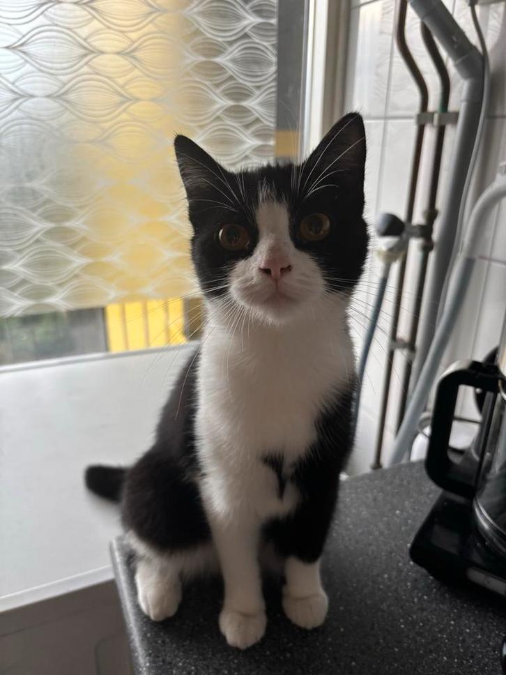 Kat vlekjes, Dieren en Toebehoren, Katten en Kittens | Overige Katten, Poes