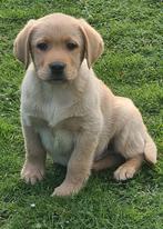 BLONDE LABRADORPUPS, CDV (hondenziekte), 8 tot 15 weken, Labrador retriever, Meerdere