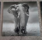 Glasschilderij met een Olifant  50 x 50 cm, Ophalen, 50 tot 75 cm, Zo goed als nieuw, Schilderij