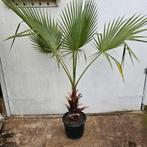 washingtonia Robusta in vele maten., In pot, Zomer, Volle zon, Ophalen of Verzenden