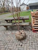 Prunus, Tuin en Terras, Ophalen of Verzenden, Volle zon, Overige soorten