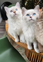 Lieve Ragdoll Kittens met Stamboom, Dieren en Toebehoren, Meerdere dieren, Gechipt