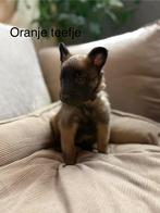 Mechelse herder pups (laatste teefje), 8 tot 15 weken, Meerdere, Meerdere dieren, Herder