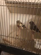 Glosters, Meerdere dieren, Postuurkanarie