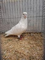 Sierduiven, Meerdere dieren, Overige soorten