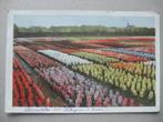 M10 Bloembollenveld Hillegom Lisse 1914, Verzamelen, Ansichtkaarten | Nederland, Verzenden, Voor 1920, Gelopen, Zuid-Holland