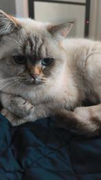 scottish straight fold, Poes, Ingeënt, 0 tot 2 jaar