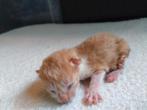 Kittens te koop, Dieren en Toebehoren, Katten en Kittens | Overige Katten, Meerdere dieren, Kortharig, 0 tot 2 jaar