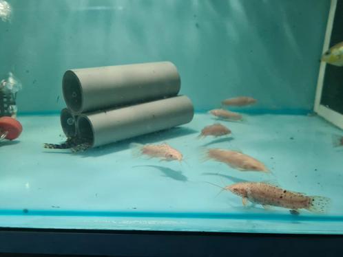 Albino Kwi kwi meervallen, hoplosternum thoracatum albino, Dieren en Toebehoren, Vissen | Aquariumvissen, Zoetwatervis, Vis
