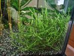 Java moss ball, Dieren en Toebehoren, Ophalen, Zo goed als nieuw