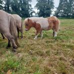Mini  paardje falabella 58 cm, Dieren en Toebehoren