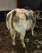 Bb dikbil, Dieren en Toebehoren, Runderen, Vrouwelijk