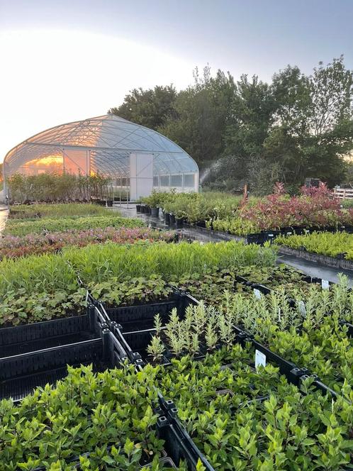 Prachtige tuinplanten - Scherp geprijsd - ZATERDAG GEOPEND, Tuin en Terras, Planten | Tuinplanten, Vaste plant, Overige soorten