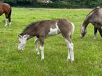 Quarter Hengst und Paint Stute veulen, Splash, Reining, Dieren en Toebehoren, Meerdere dieren