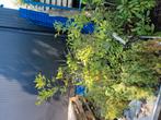 Diverse vaste planten, Ophalen, Volle zon, Overige soorten, 100 tot 250 cm