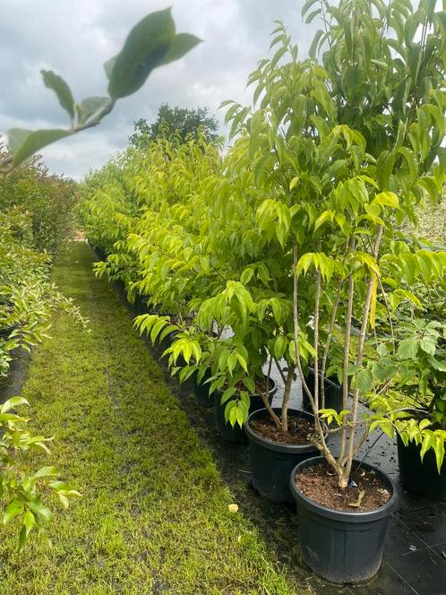 Heptacodium zevenzonenboom meerstammig leverbaar tot 275 cm., Tuin en Terras, Planten | Tuinplanten, Vaste plant, Overige soorten