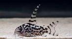 Gezocht: Hoplisoma (Corydoras) sp. CW111, Vis