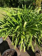 kuipplanten, Vaste plant, Halfschaduw, Zomer, Ophalen
