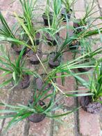 Leliegras Liriope muscari siergras in pot, Tuin en Terras, Planten | Tuinplanten, Vaste plant, Siergrassen, Ophalen of Verzenden