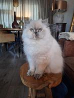 Lieve perzische poes 💓, Dieren en Toebehoren, Poes, Gechipt