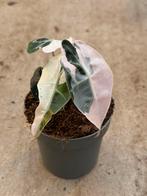 Alocasia polly pink extreme variegata, Huis en Inrichting, Kamerplanten, Ophalen of Verzenden, Halfschaduw, Minder dan 100 cm