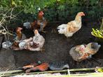 Wyandotte hanen, Dieren en Toebehoren, Mannelijk, Kip
