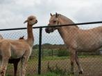 2 jarige grote maat fjord merrie met stamboek., Dieren en Toebehoren, Paarden, Merrie, Minder dan 160 cm, Dressuurpaard, 0 tot 2 jaar