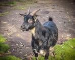 Mooie black and tan dwerggeit te koop!, Dieren en Toebehoren, Vrouwelijk, Geit, 3 tot 5 jaar