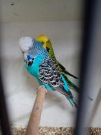 Meerdere koppels tt kwaliteit Engelse parkieten, Dieren en Toebehoren, Vogels | Parkieten en Papegaaien, Meerdere dieren, Parkiet