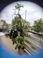 Philodendron Dragon Tail 2 meter hoog van intratuin, Ophalen, 200 cm of meer, Overige soorten, Halfschaduw