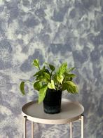 Hangplant: Epipremnum “Marble Queen”, Ophalen, Overige soorten, Halfschaduw, In pot