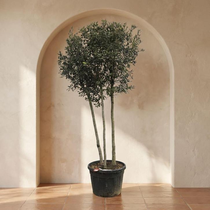 Quercus ilex steeneik meerstammig 001, Tuin en Terras, Planten | Bomen, Overige soorten, Halfschaduw, Bloeit niet, Ophalen