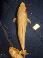 Tancho Japanse koi, Dieren en Toebehoren, Vissen | Vijvervissen, Karper of Koi