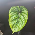 philodendron plowmanii stek, Huis en Inrichting, Kamerplanten, Ophalen of Verzenden, Overige soorten, Minder dan 100 cm