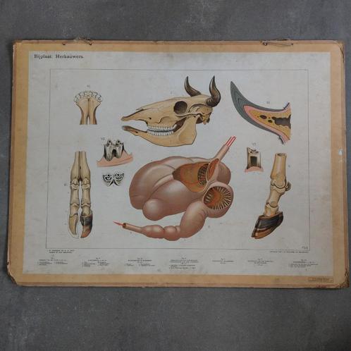 Schoolplaat Bijplaat Herkauwers - Koekkoek - 1915, Antiek en Kunst, Antiek | Schoolplaten, Natuur en Biologie, Ophalen of Verzenden