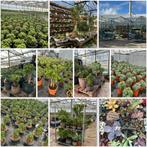 Vetplanten heel veel soorten en maten met en zonder luxe pot, Ophalen, Volle zon