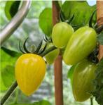 Gele snacktomaat 3 plantjes, Volle zon, Eenjarig, Zomer, Ophalen