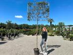 Quercus suber leiboom - Kurkeik leiboom te koop!!, Tuin en Terras, Planten | Bomen, In pot, Zomer, Volle zon, 250 tot 400 cm