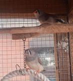 2 jonge zebravinkjes ( popjes), Dieren en Toebehoren, Vrouwelijk