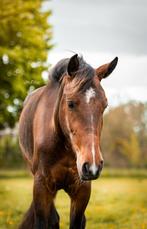 Meerdere leuke jonge sportpaarden, Dieren en Toebehoren, Paarden, Hengst, Dressuurpaard, 0 tot 2 jaar