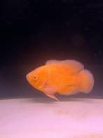 Pauwoog full red XXL, Vis, Zoetwatervis