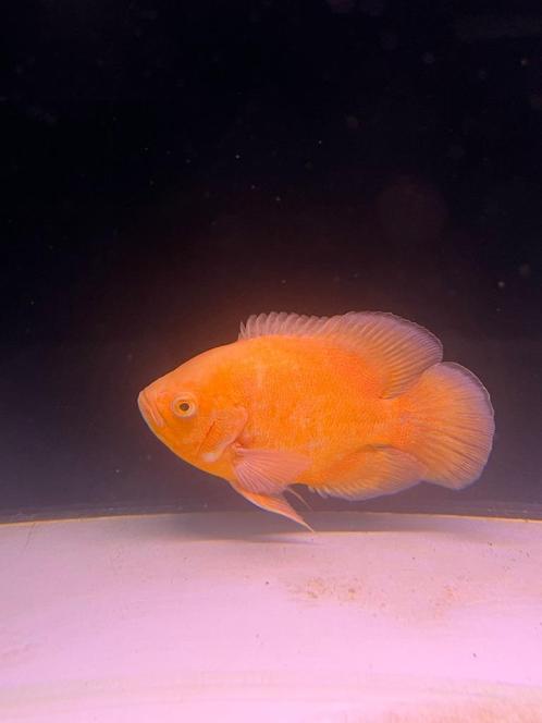 Pauwoog full red XXL, Dieren en Toebehoren, Vissen | Aquariumvissen, Zoetwatervis, Vis