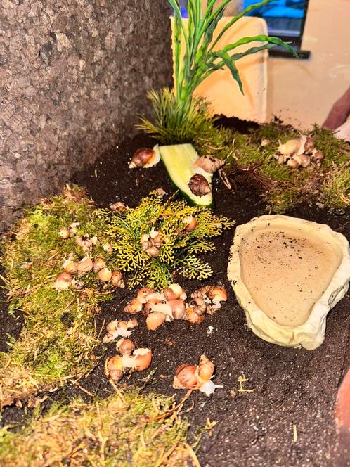 Jonge agaatslakken, Dieren en Toebehoren, Reptielen en Amfibieën, Amfibie