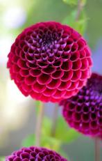 Dahlia knollen voor pompom- en baldahlia, Tuin en Terras, Ophalen of Verzenden, Volle zon, Knol