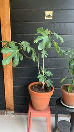 Vijg, Volle zon, 100 tot 250 cm, Zomer, Overige soorten