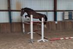 3jr. Merrie v. I’m Special de Muze x Quidam de Revel, Dieren en Toebehoren, Paarden, Merrie, Springpaard, Gechipt, 3 tot 6 jaar
