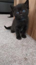Europese korthaar kittens, Dieren en Toebehoren, Meerdere dieren, Kortharig, 0 tot 2 jaar