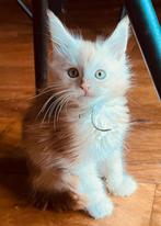 Prachtig rood zilveren Maine Coon katertje met stamboom, Dieren en Toebehoren, Kater, Met stamboom, 0 tot 2 jaar